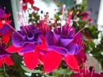 Beautiful Fuchsia