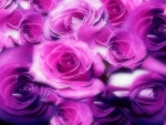 Magical Roses â™¥â™¥â™¥