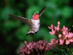 Broad-tail Humming Bird