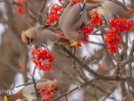 Lovely Waxwings