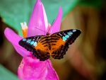 Butterfly on Pink Flower