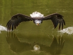 Bald Eagle Flight