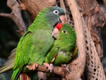 Parrot Love