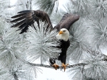 Bald Eagle on Pine Tree