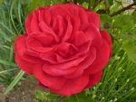 Lovely Red Rose