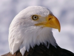 Bald Eagle Eye