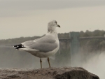 Seagull  at Niagara Falls