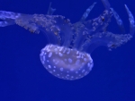 Polka Dot Jellyfish