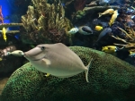Ripley's Aquarium,Toronto