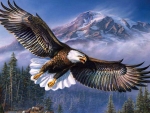 Bald Eagle in Flight
