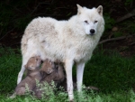 Mother Wolf and Babies