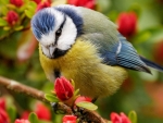 Spring Bird