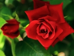 Friendship Red Rose