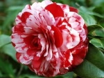 White and Red Camellia