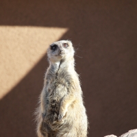 Cheyenne Mountain Zoo Meerkat