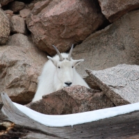 Mountain Goat