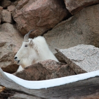 Mountain Goat