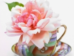Cup Of Flower