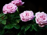 Dew Drops on Pink Roses