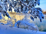 Snow Covered Trees on the Lakeside