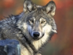 Gray Wolf