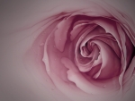 Pink Rose