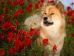 Flower Dog