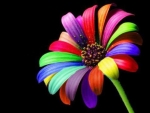 Rainbow Daisy