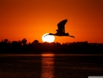 Bird Flying at Sunset