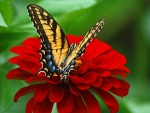 Butterfly on Red Flower
