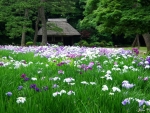 Koishikawa Korakuen Gardens