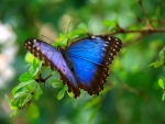 Blue Butterfly