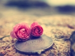 *roses*