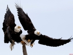 Bald Eagles