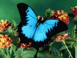 Beautiful Butterfly