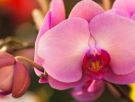 Pink Orchids