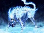 maltese blue tiger