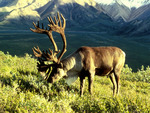 Male Caribou in Alaska