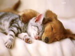 Kitten and Puppy Sleeping