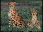 cheetah and cubs