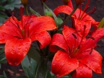 Red lilies