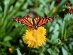 Monarch Butterfly on Flower