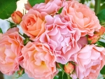 Beautiful Pink Roses