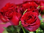 Droplets on Red Roses