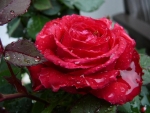 Droplets on Red Rose