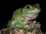 a green tree frog