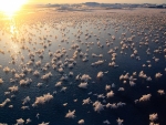 Frost Flowers In The Arctic Ocean