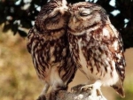 Just Two Owls