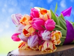 Bouquet of tulips