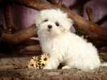 Cute Little Maltese Dog